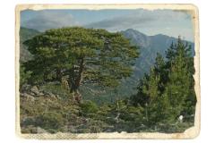 Padurile nord dobrogene si o enigma a istoriei